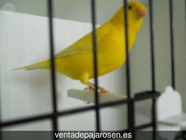 Cria de pajaros en casa Flores de Ávila?